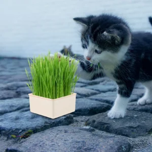 Cat Grass Planting Box Hydroponic Soilless Plant Pot For Home Nursery Growing Kit Lightweight Plastic Pet Planter